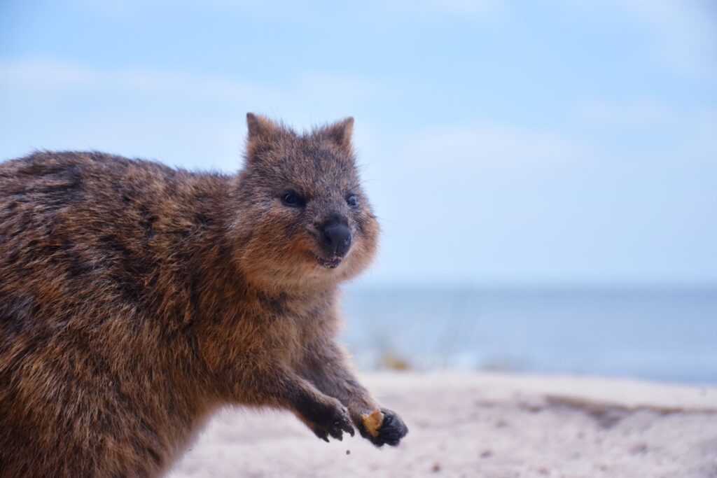 quokka rottnest island