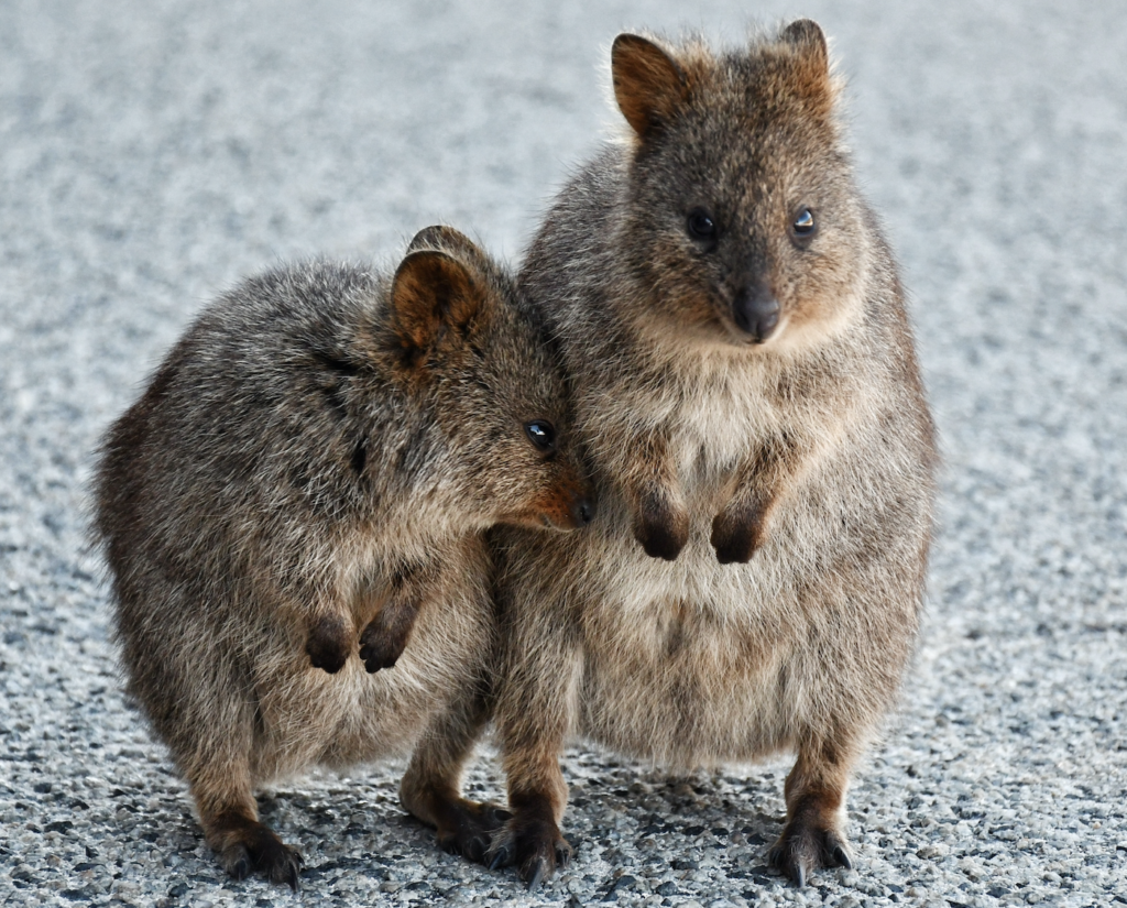 quokka rottnest